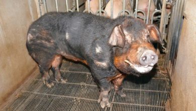 Photo of La stimulation au verrat dès le jour du sevrage dans 33 % des élevages
