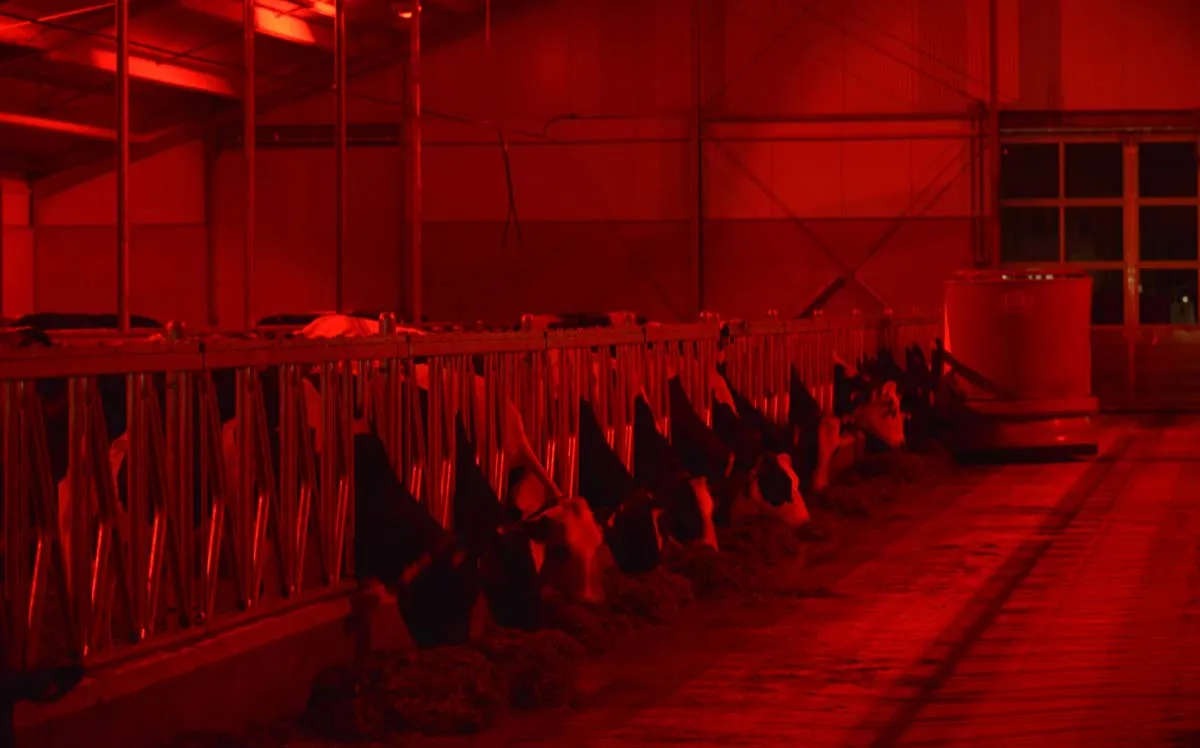  - Illustration Des lampes spéciales taries et bovins viande