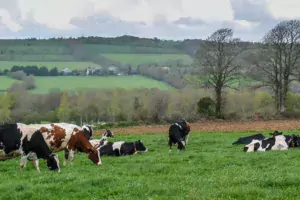 VachesLaitieresPaturage