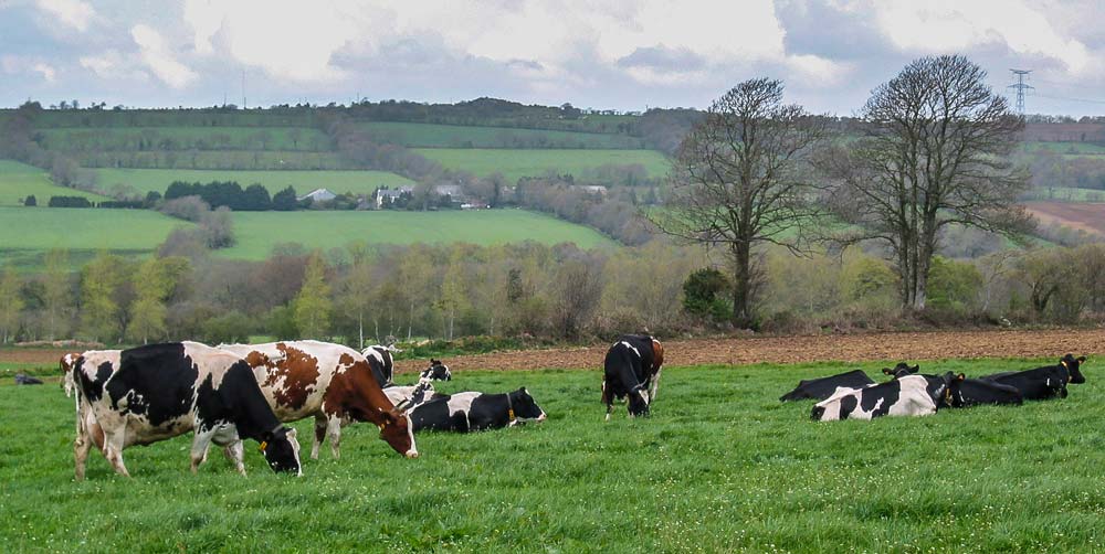 VachesLaitieresPaturage - Illustration De nouvelles mesures en environnement