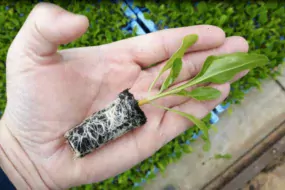 Une mini-motte de betterave, au stade 3-4 feuilles, prête à planter.