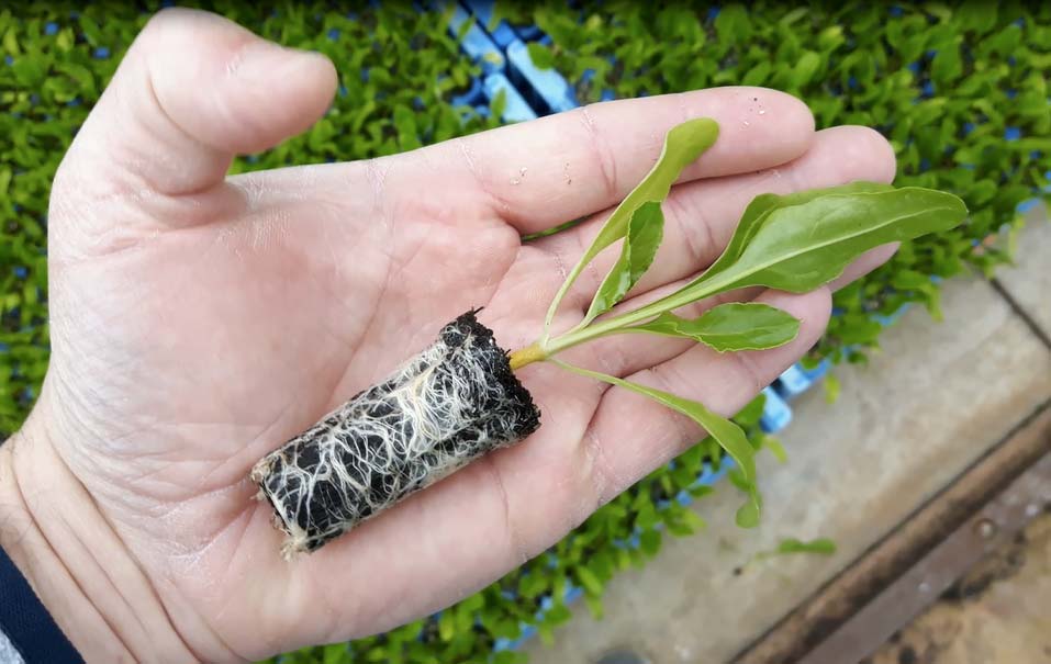 Une mini-motte de betterave, au stade 3-4 feuilles, prête à planter.