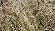 La majorité des céréales produites en Bretagne partent pour la consommation des animaux. La demande est forte, liée à de nombreuses conversions, comme en volaille de chair ou en production d’œufs.