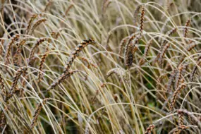 La majorité des céréales produites en Bretagne partent pour la consommation des animaux. La demande est forte, liée à de nombreuses conversions, comme en volaille de chair ou en production d’œufs.