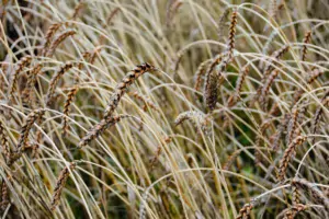 La majorité des céréales produites en Bretagne partent pour la consommation des animaux. La demande est forte, liée à de nombreuses conversions, comme en volaille de chair ou en production d’œufs.