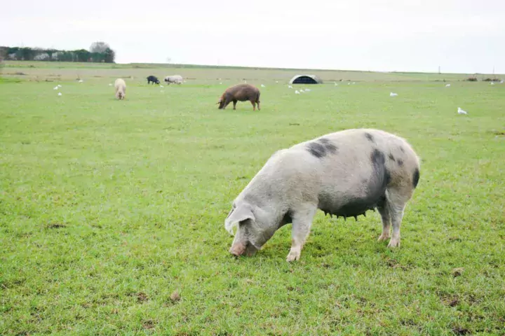 Les truies restent 1 à 1,5 mois dans les parcelles des gestantes.