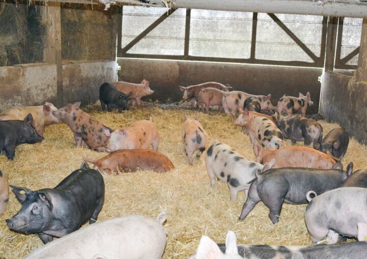 Les porcs dans le bâtiment post-sevrage sur paille.