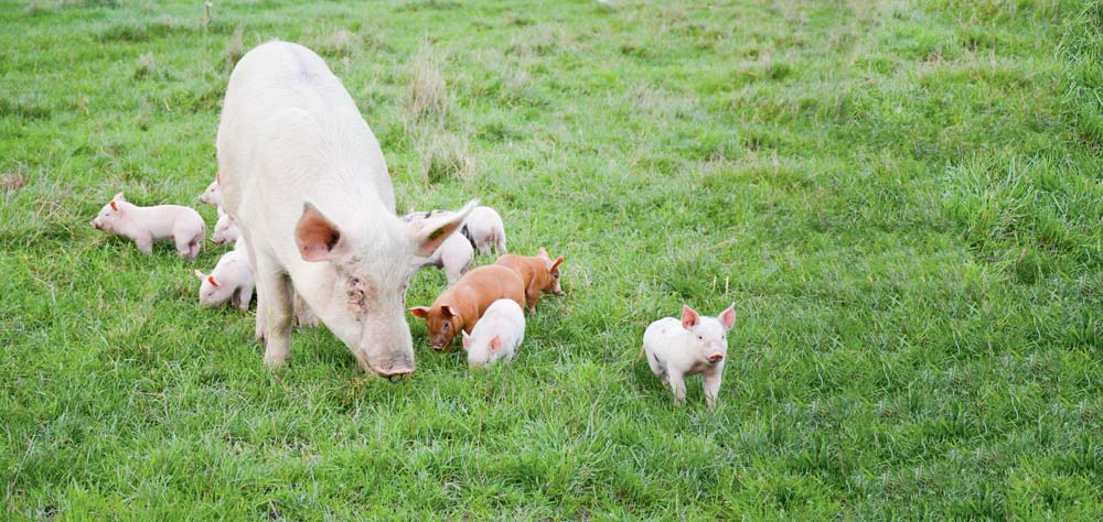 Les porcelets s’ébattent dans les parcs en plein air. - Illustration Des cochons au grand air à Saint-Malo