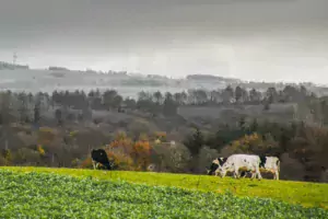 Selon le scénario de l’Iddri, l’élevage garde sa place, avec une diminution de 40 % des gaz à effet de serre.