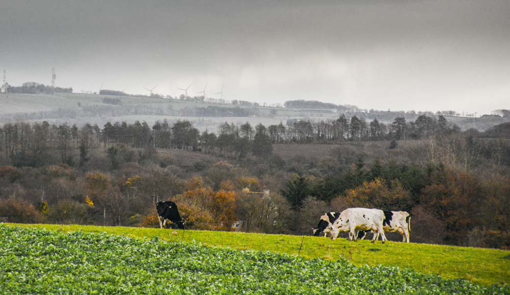 Selon le scénario de l’Iddri, l’élevage garde sa place, avec une diminution de 40 % des gaz à effet de serre. - Illustration Une Europe « agro-écologique » est possible