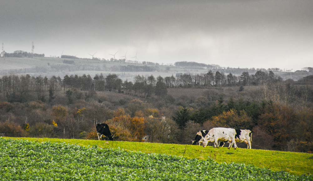 Selon le scénario de l’Iddri, l’élevage garde sa place, avec une diminution de 40 % des gaz à effet de serre. - Illustration Une Europe “agro-écologique” est possible