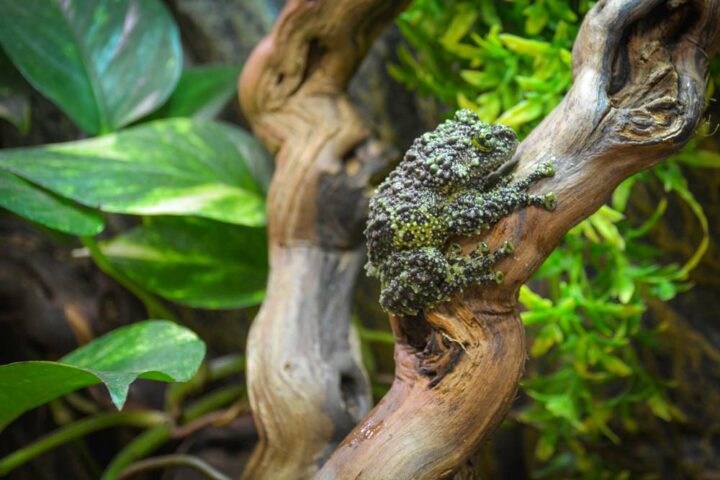 Theloderma Corticale du Vietnam