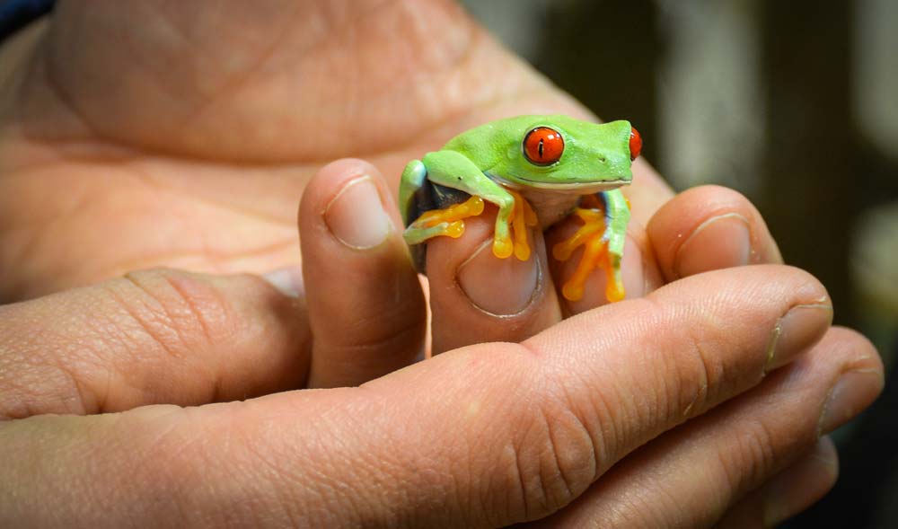 Rainette aux yeux rouges - Illustration 100 espèces se côtoient à l’insectarium