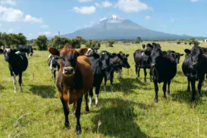 La filière laitière demeure un pilier de l’économie néozélandaise.
