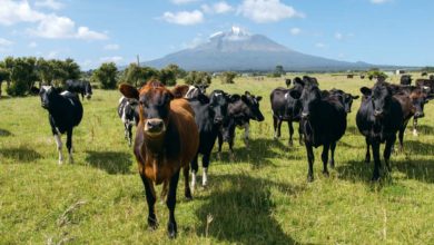 Photo of La filière laitière marque le pas en Nouvelle-Zélande