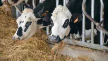 Les vaches sont des croisées Holstein-Normandes.