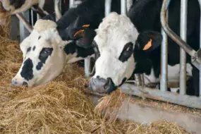 Les vaches sont des croisées Holstein-Normandes.