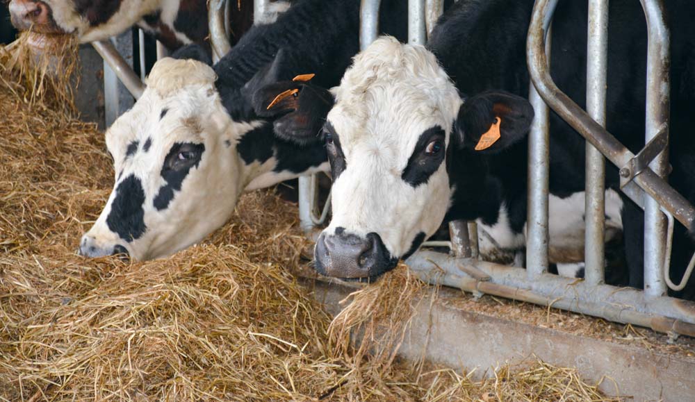 Les vaches sont des croisées Holstein-Normandes.