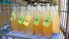 La Grobul’ Factory propose deux saveurs de limonade : au citron ou au sapin. La fabrication se réalise dans une ancienne menuiserie, à Mellionnec (22).