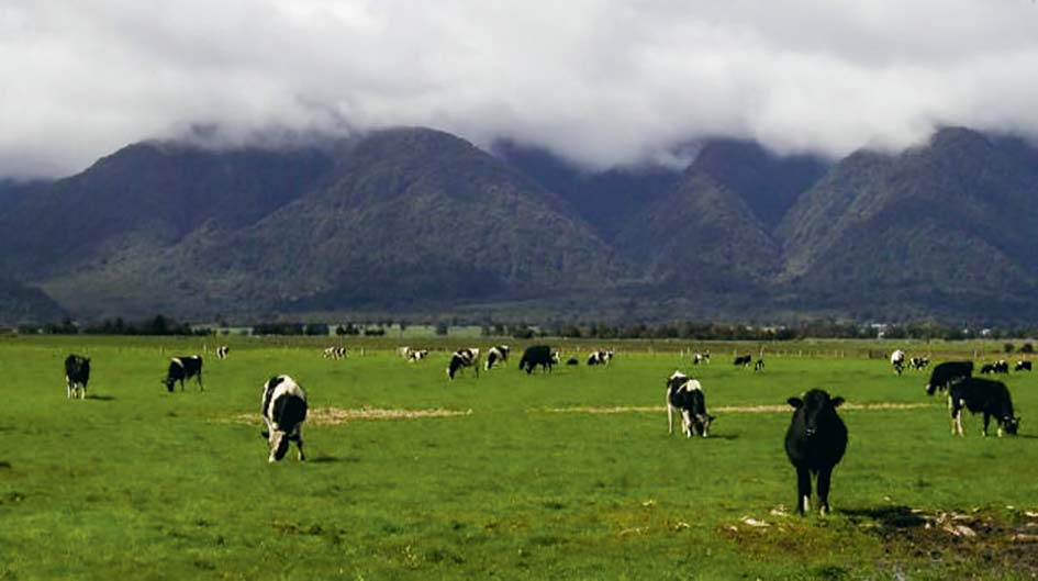  - Illustration Suivre le prix du lait néo-zélandais pour piloter son exploitation