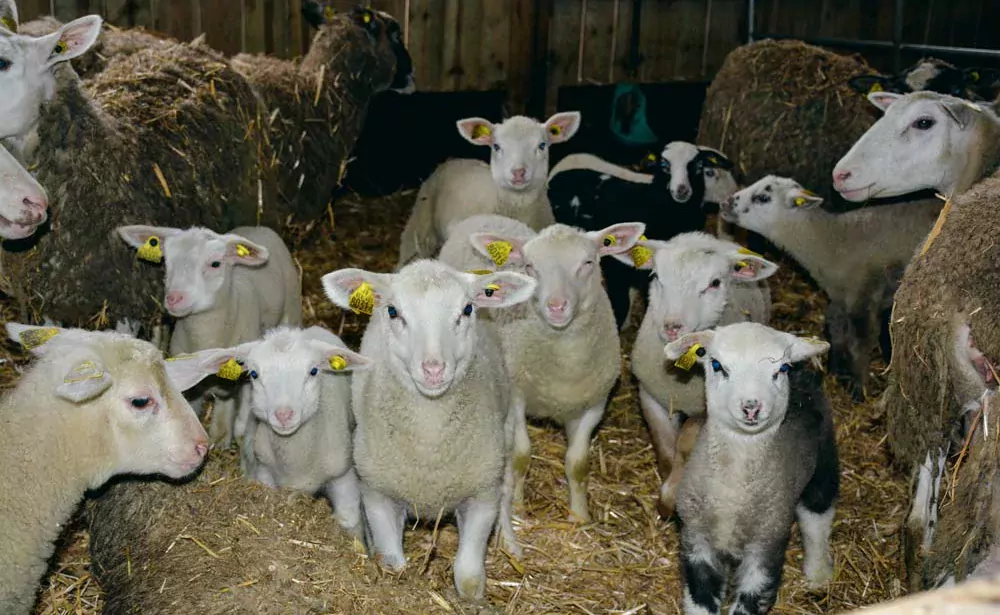 Alors que le lot mis à la lutte en juillet vient de mettre bas en décembre, pour des agneaux qui seront vendus à Pâques, le second lot vient d’être mis à la reproduction cette semaine. - Illustration Deux périodes de lutte pour gérer seul 500 brebis