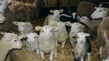 Alors que le lot mis à la lutte en juillet vient de mettre bas en décembre, pour des agneaux qui seront vendus à Pâques, le second lot vient d’être mis à la reproduction cette semaine.