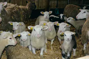 Alors que le lot mis à la lutte en juillet vient de mettre bas en décembre, pour des agneaux qui seront vendus à Pâques, le second lot vient d’être mis à la reproduction cette semaine.