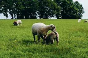 Les sevrages tardifs avec de gros agneaux qui tètent favorisent les pis de bois.