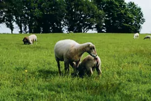 Les sevrages tardifs avec de gros agneaux qui tètent favorisent les pis de bois.