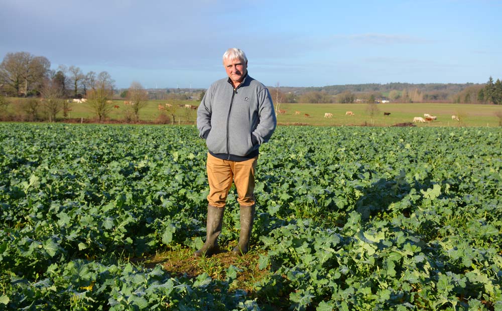 Bertrand Paumier dans son champ de comparaison avec ses bovins en arrière-plan. - Illustration Synergie entre bovins et cultures de vente