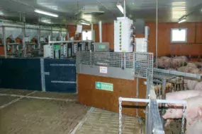 Une salle d'engraissement à la station expérimentale de Romillé (35) équipée de nombreux capteurs.