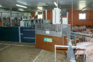 Une salle d'engraissement à la station expérimentale de Romillé (35) équipée de nombreux capteurs.