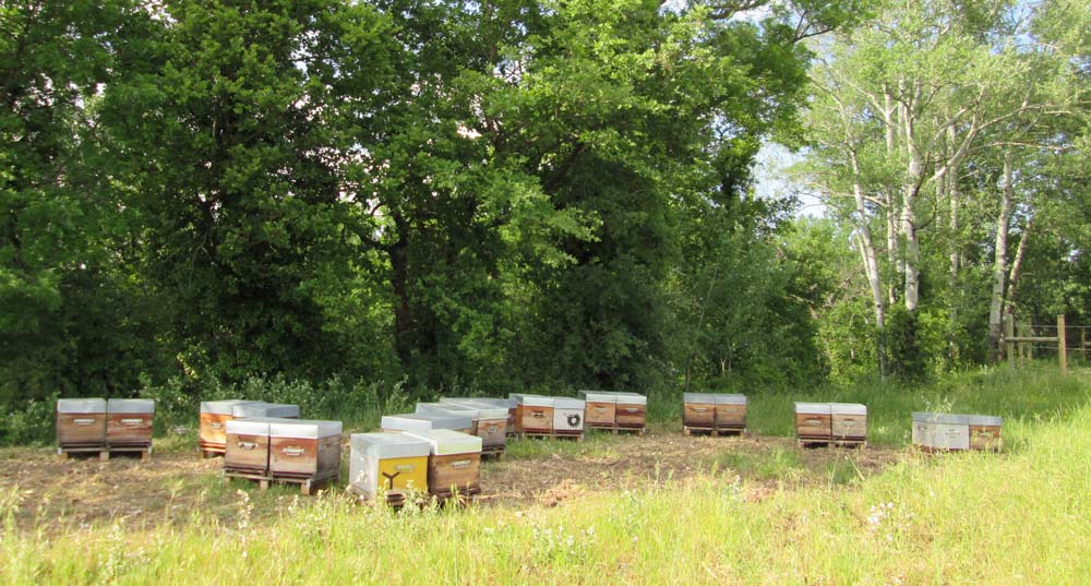 rucher - Illustration L’hivernage des colonies d’abeilles