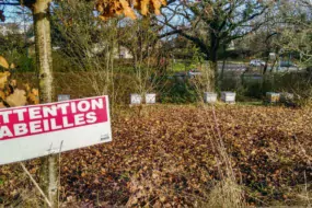 Les ruches disposées dans le parc de l'hôtel de Région à Rennes .