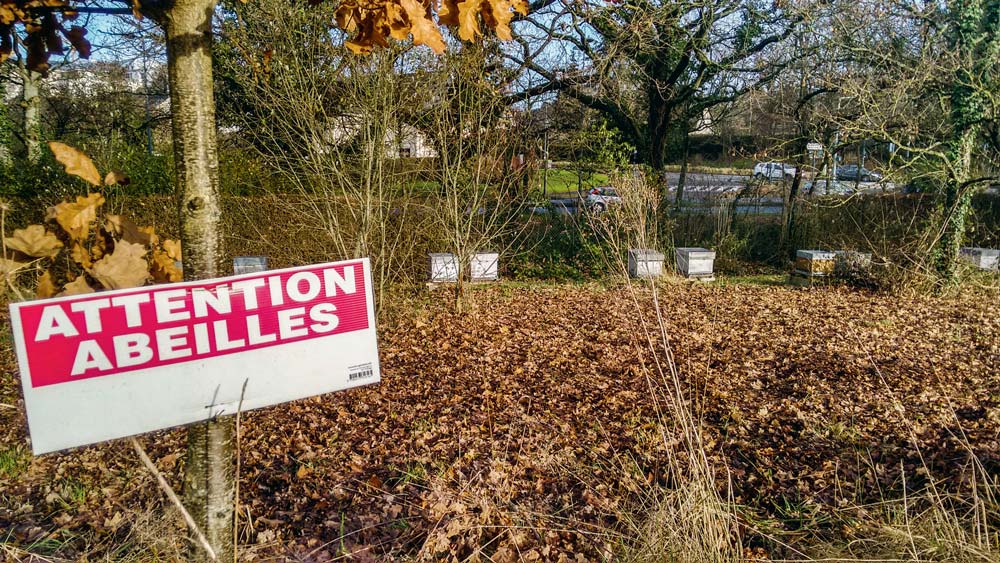 Les ruches disposées dans le parc de l'hôtel de Région à Rennes . - Illustration Temps fort apicole avant Noël