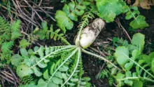 La coopérative Triskalia et le syndicat du bassin versant du Blavet organisaient une journée technique sur le thème des couverts au lycée agricole de Kerlebost, à Saint-Thuriau, la semaine dernière.