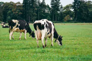 Globalement sur l’été dernier, le coût alimentaire est en hausse mais le prix du lait a lui aussi augmenté principalement du fait de taux plus élevés.