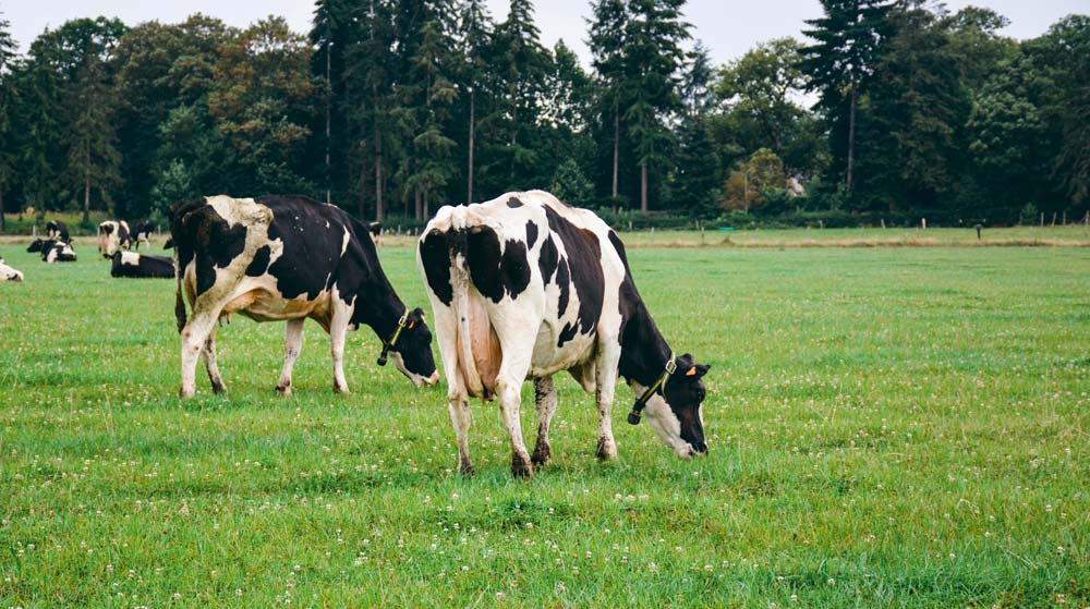 Globalement sur l’été dernier, le coût alimentaire est en hausse mais le prix du lait a lui aussi augmenté principalement du fait de taux plus élevés. - Illustration Plus de réactivité avec la GTE en troupeau laitier