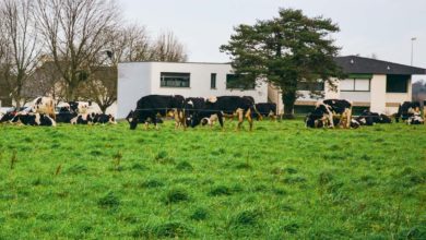Photo of La ville mange des terres, mais offre aussi des opportunités