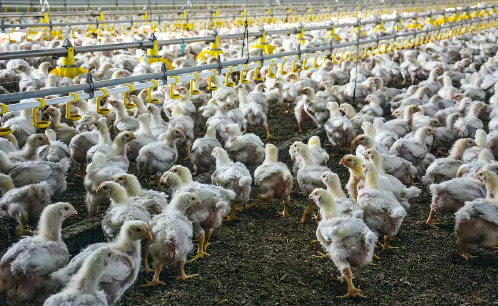 volaille - Illustration MSA : 7 millions d’euros pour soutenir les élevages avicoles