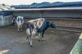 Seul sur son exploitation, Pascal Le Moal privilégie un système alimentaire simple alliant ensilage de maïs en libre-service, foin au râtelier, Dac et pâturage.