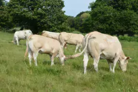 La Blonde d’Aquitaine a des atouts à mettre en avant.