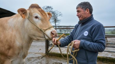 Photo of Blonde d’Aquitaine au Salon de l’agriculture : Judith poursuit sa route à Paris