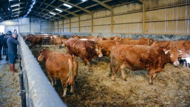 Photo of En Limousine, la viande hachée grignote les pièces nobles