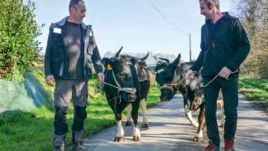 Photo of Bretagne Pie Noir au Salon de l’agriculture : La race locale à la capitale