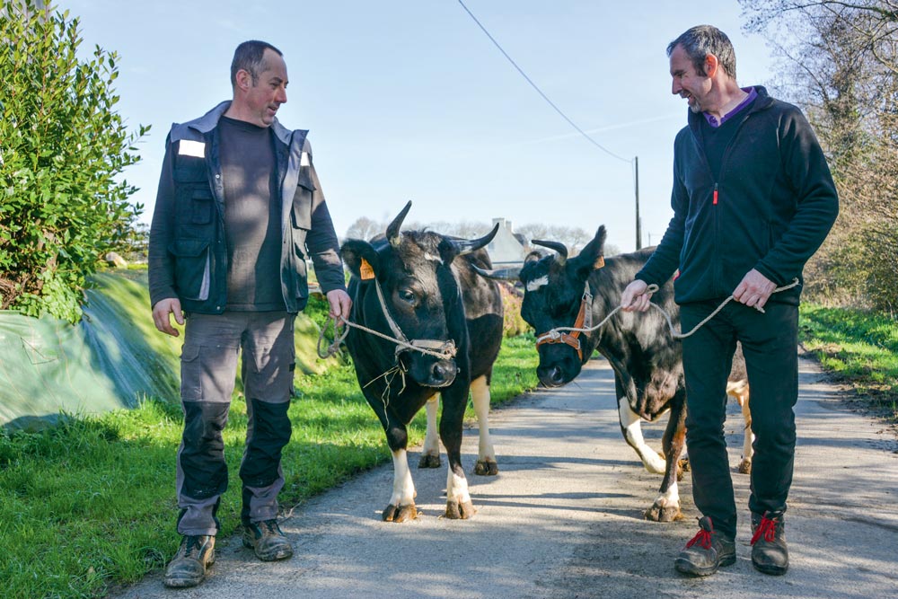  - Illustration Bretagne Pie Noir au Salon de l’agriculture : La race locale à la capitale