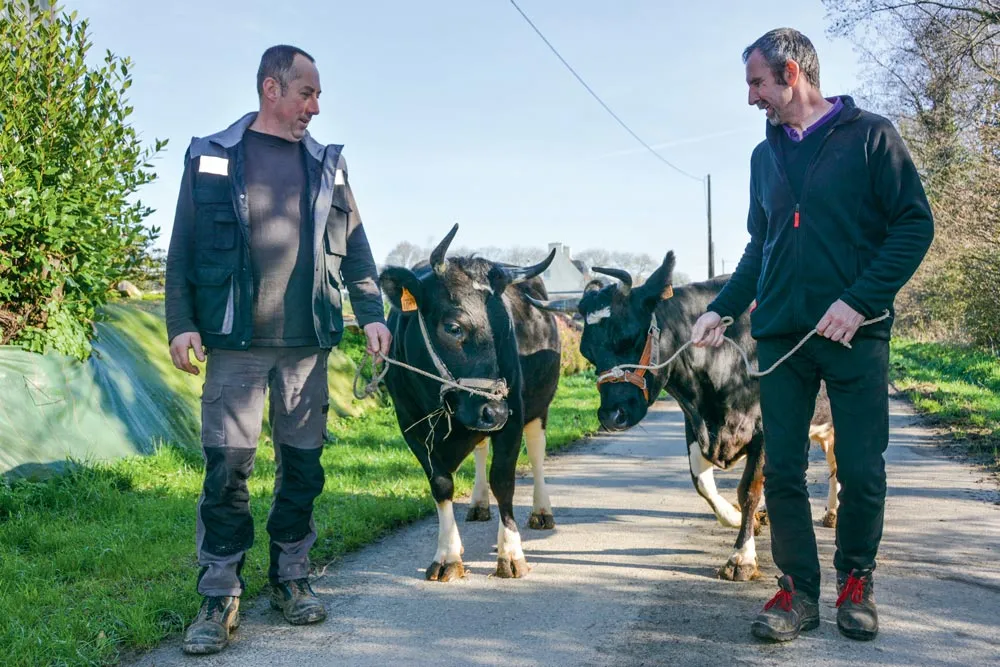  - Illustration Bretagne Pie Noir au Salon de l&rsquo;agriculture : La race locale à la capitale