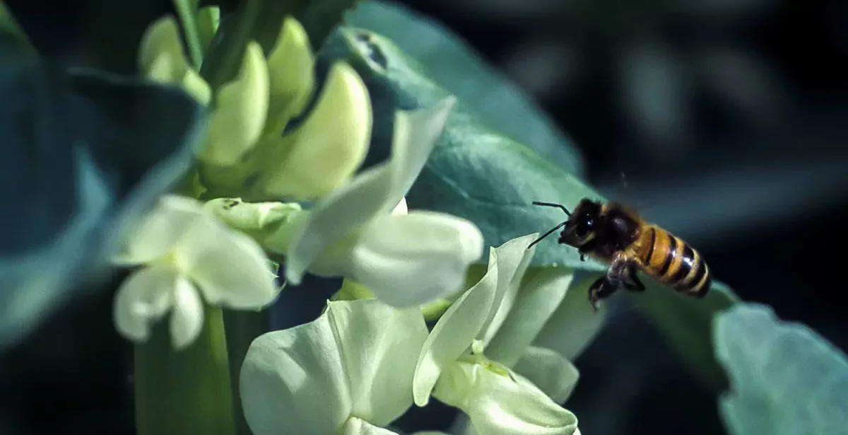 Féveroles et insectes pollinisateurs sont des partenaires “gagnants / gagnants” (©️ INRA - J. Weber) - Illustration De la féverole dans sa rotation… et pourquoi pas ?