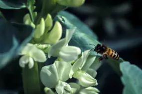 Féveroles et insectes pollinisateurs sont des partenaires “gagnants / gagnants” (©️ INRA - J. Weber)
