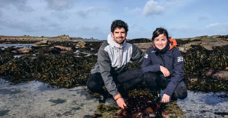 Sébastien Jonas et Célia Jéhanno ont créé Algocea, société spécialisée dans la récolte et le séchage des algues marines ainsi que dans la culture des plantes de bord de mer.